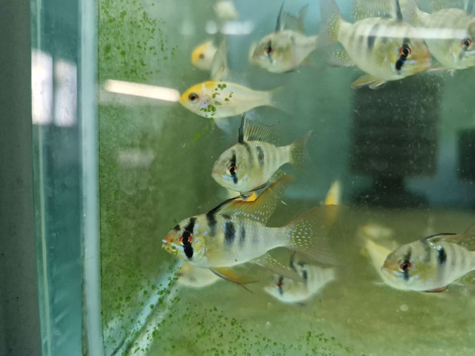 Ramirezi german long fin nacional