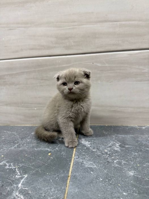 Маленькі кошенята породисті