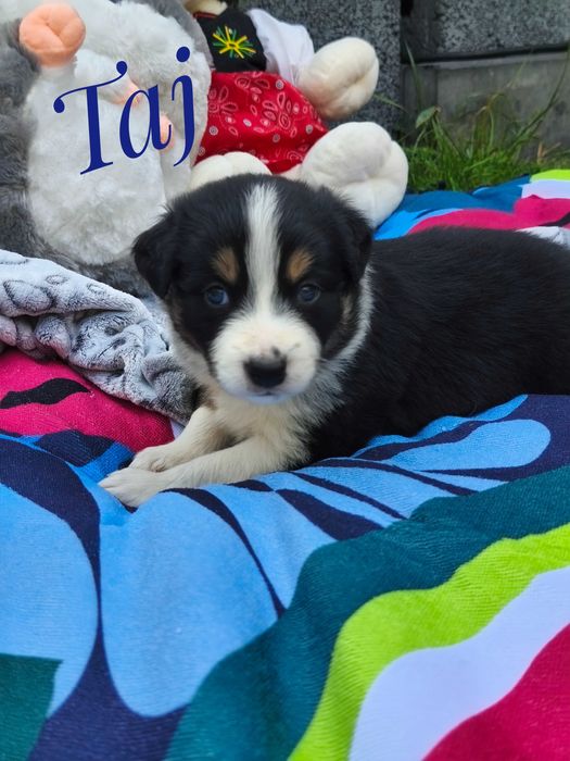 Border Collie - Taj - piękny samiec