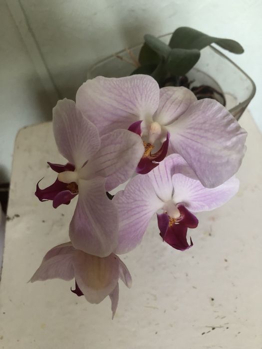 Орхидея phalaenopsis