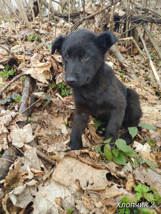 Щенята в добрі руки