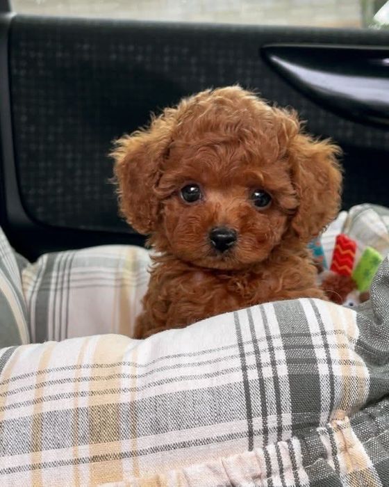 Маленька дівчинка лялькова красуня