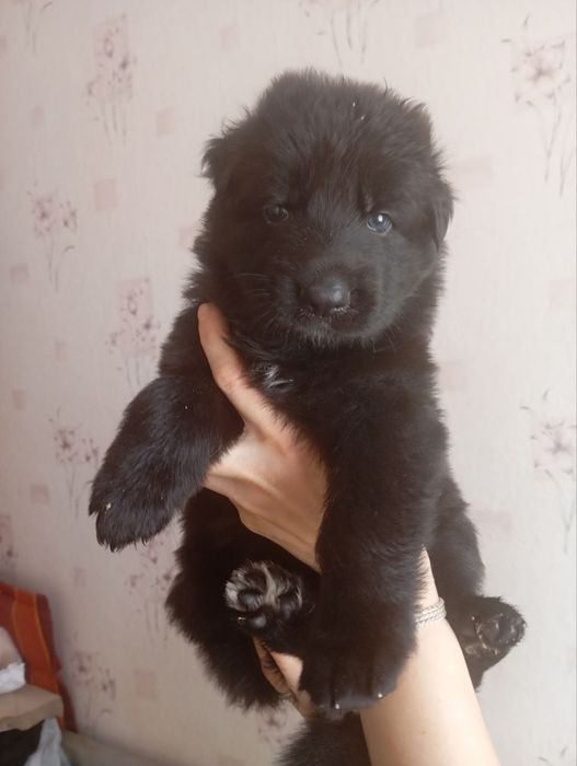 Продаж цуценят ДШ Німецької вівчарки