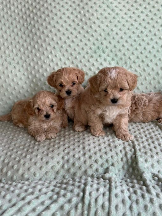 Мальтіпу F1 та F2