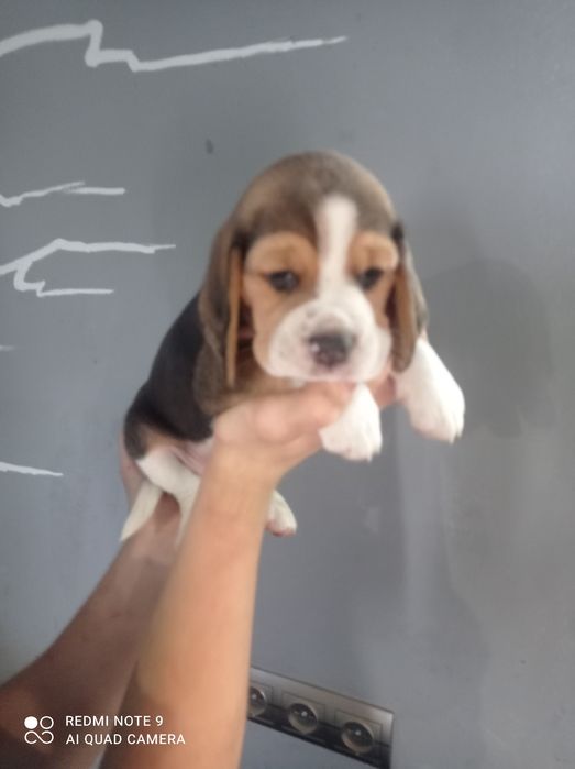 Біглята шукають родину