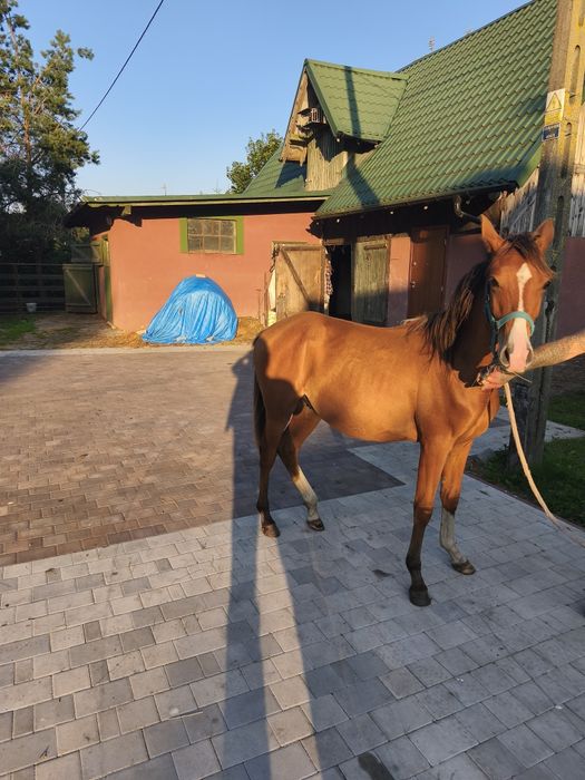 Konie krwi arabskiej, trakeny ,oraz rasy wielkopolskiej dotacyjne likw