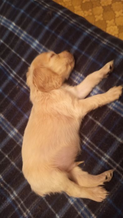 Англійський спаніель