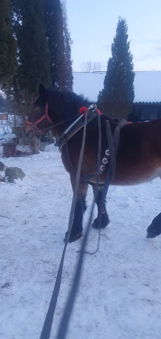 Klacz pkz wstępnie zaprzegana