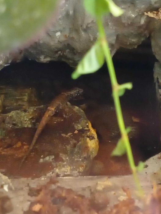 4 Scynki wodne tropidophorus microlepis z terrarium