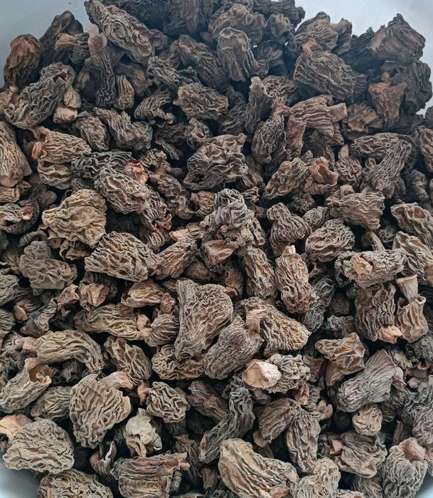 Сморчкова шапинка