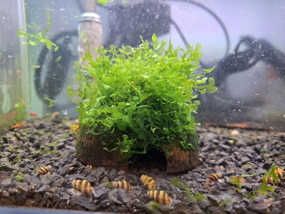 4 Cascas / Casca de coco com musgo pellia