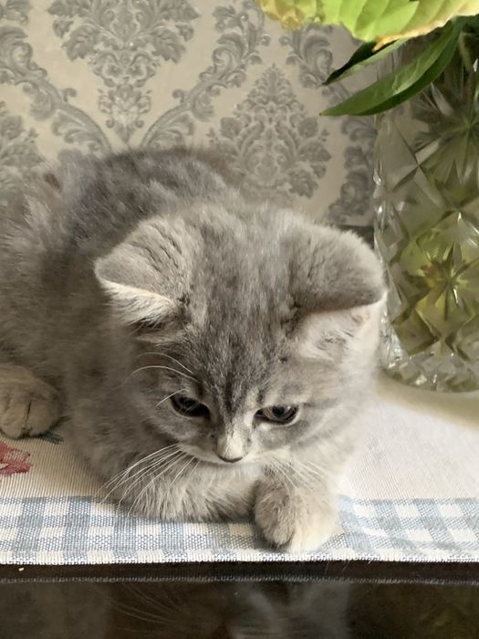 Продається Лілова Британка