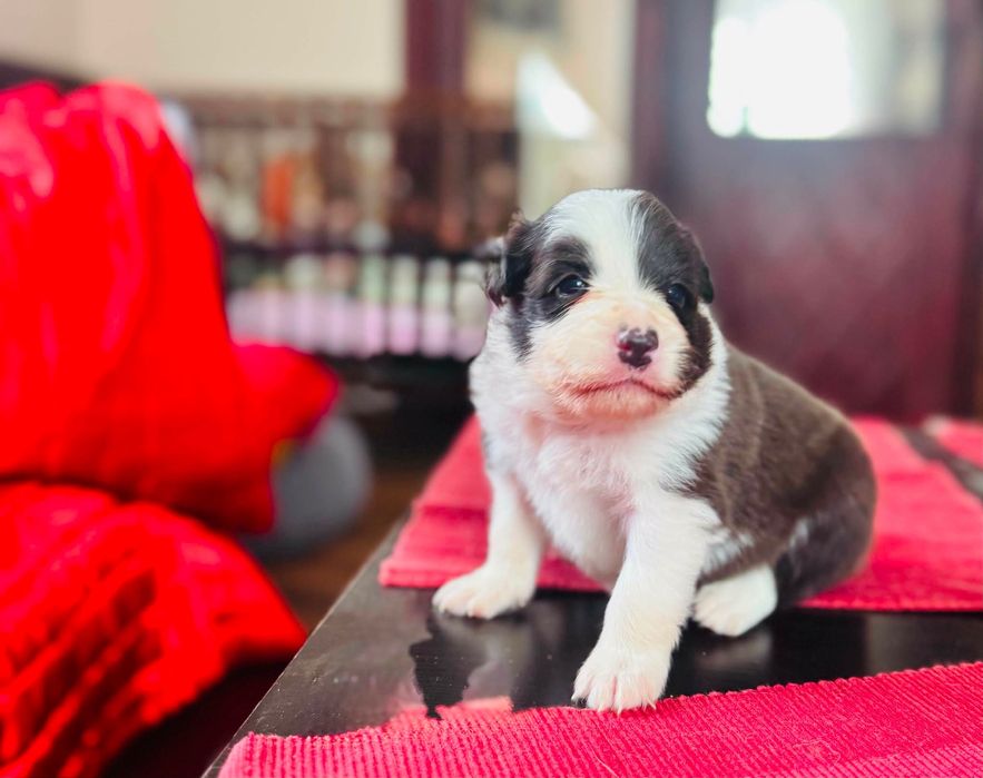 Border Collie szczeniak