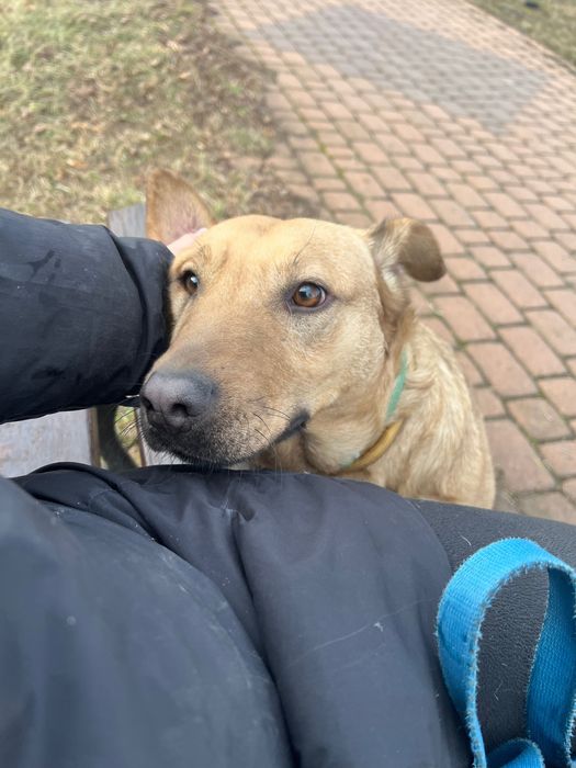 Młodziak-słodziak Arczi szuka domu