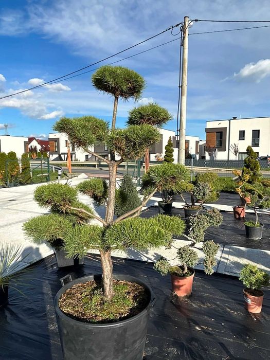 Krzewy formowane - Bonsai