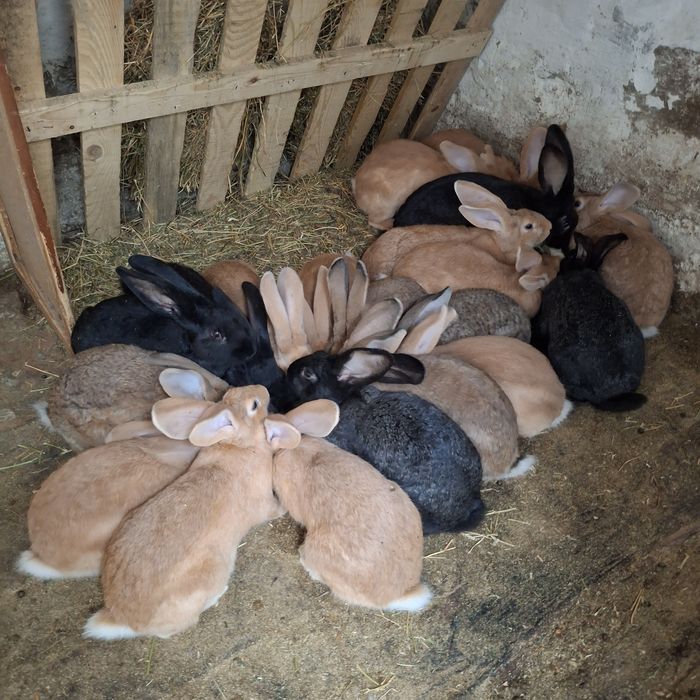 Молодняк кроликів