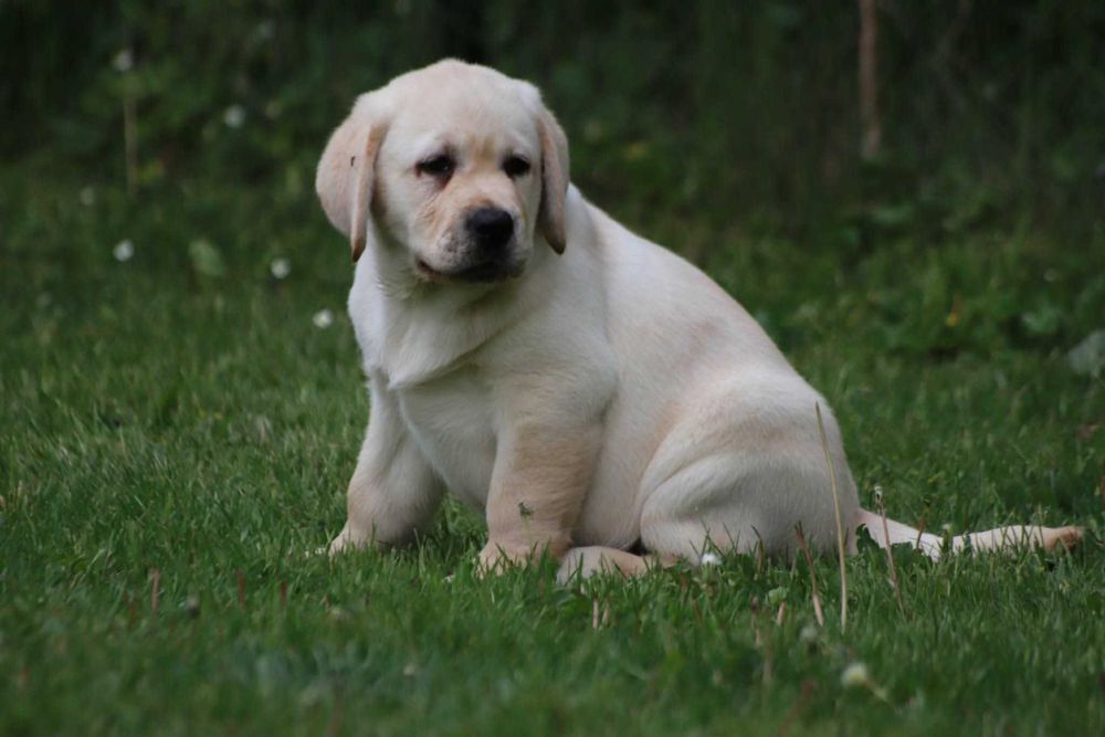 Labrador Retriever - żółty  maluch