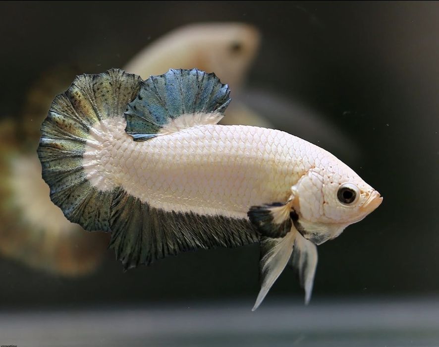 Bettas de seleção -Variedades de Importacão