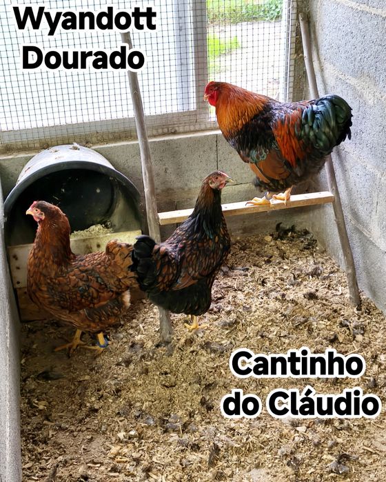 Ovos galados de galinhas de raça pura