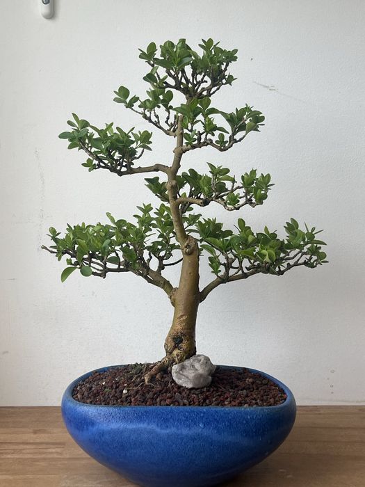 Bonsai de Carmona