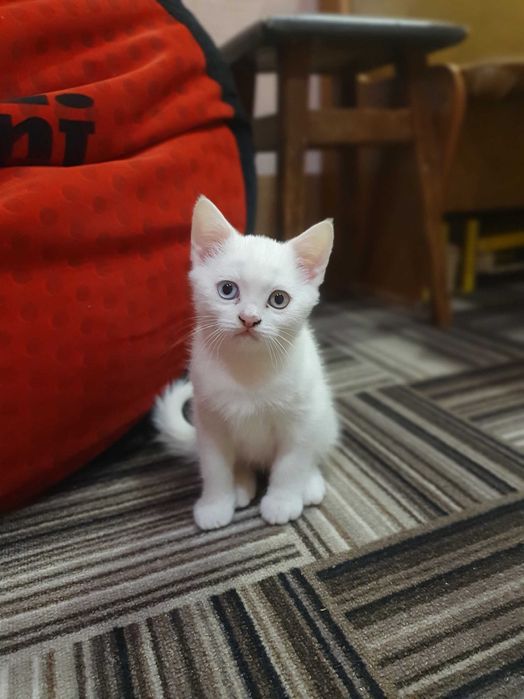 Кошенята шотландські весловухі