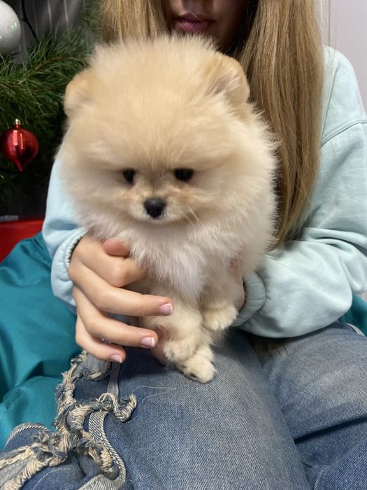 Pomeranian, male