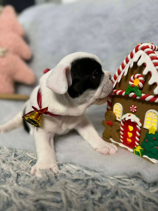 Buldog francuski- gotowy do odbioru