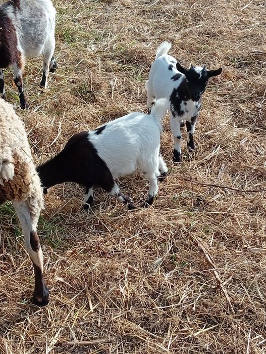 Cabras bebes anãs