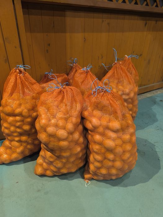 Ziemniaki jadalne Ignacy