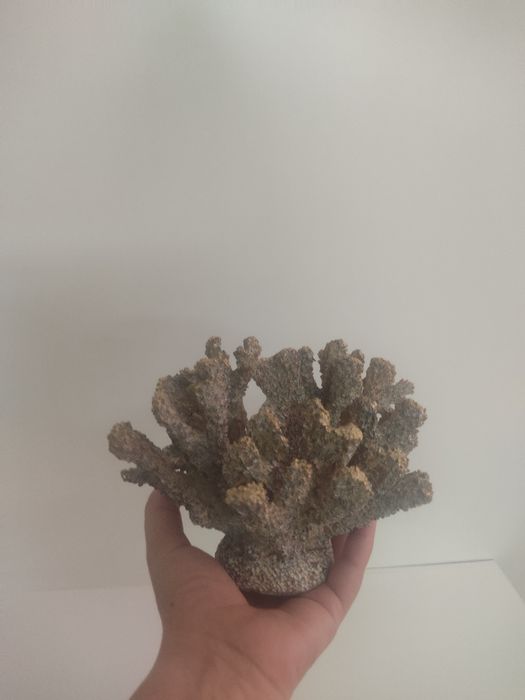 Coral em tons dourados