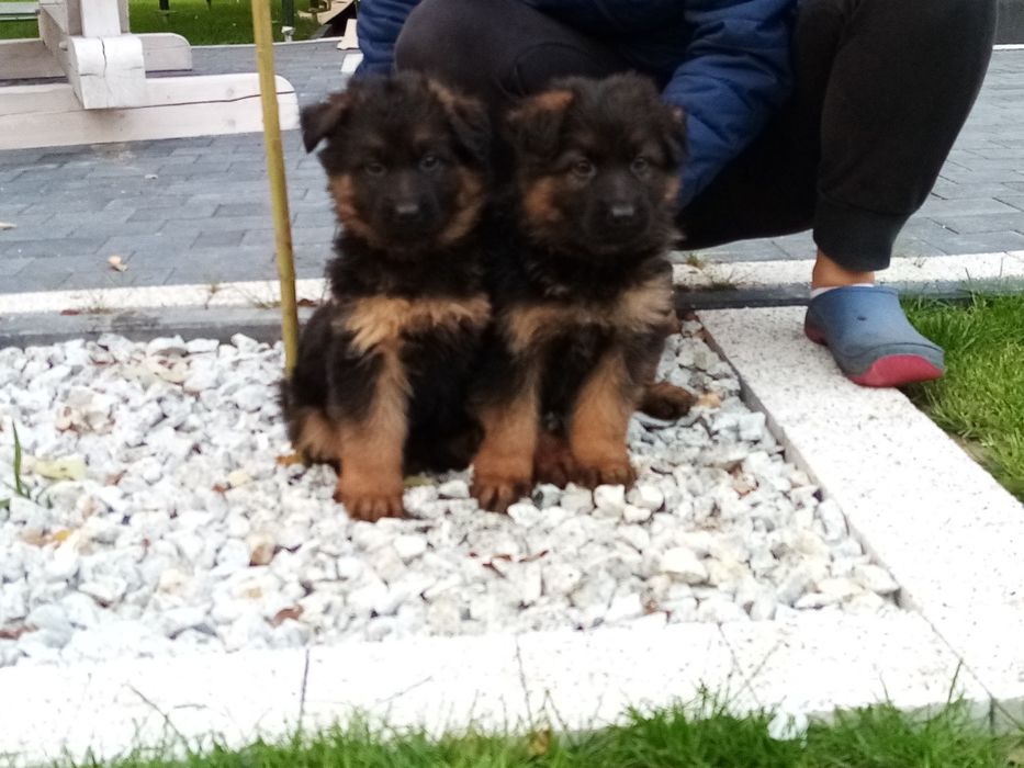 Owczarek niemiecki suczka