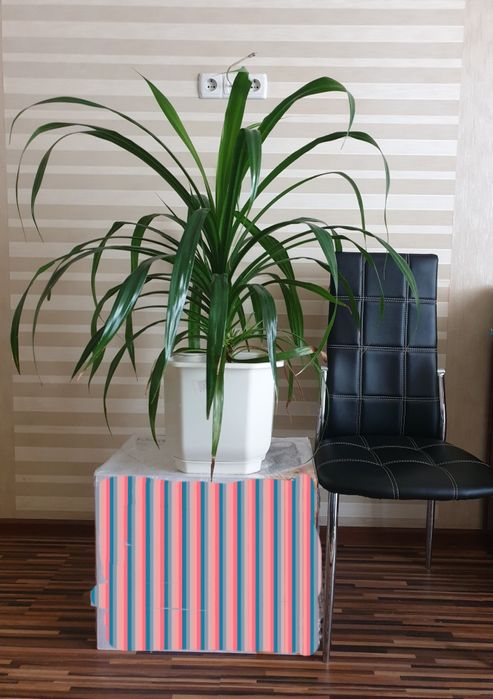 Пандаус (винтовая пальма)