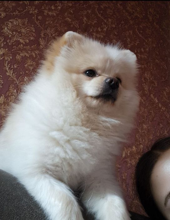 вязка померанського шпица