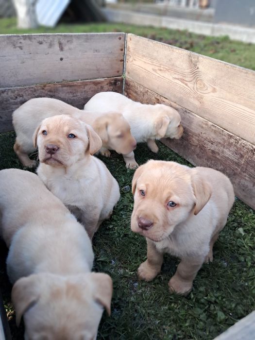 Labrador retriever