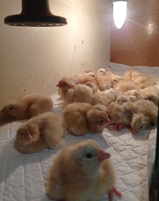 Курчата Фоксі чік