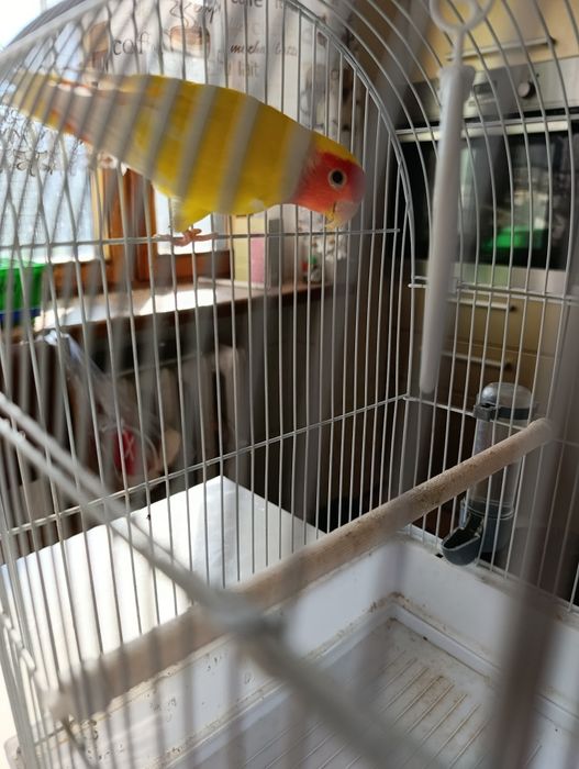 Клітка для папуги
