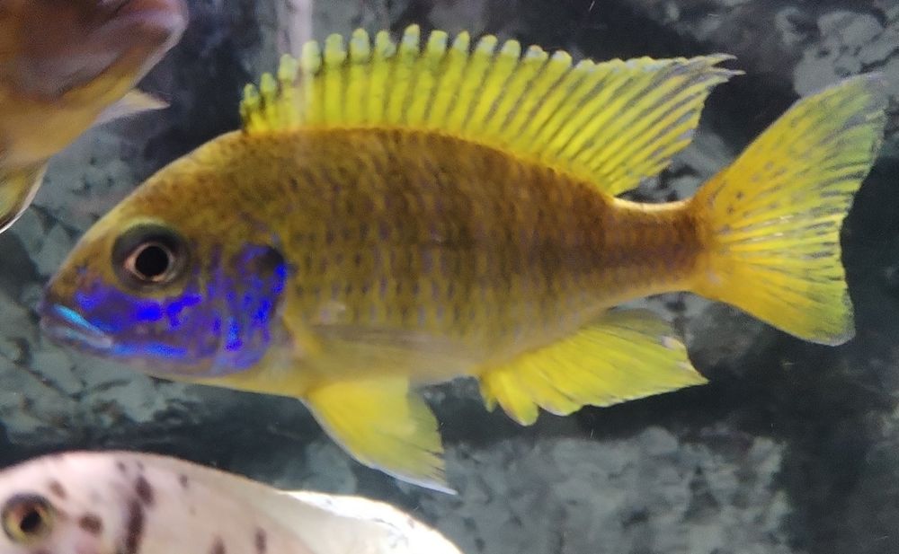 Ciclideos africanos malawi