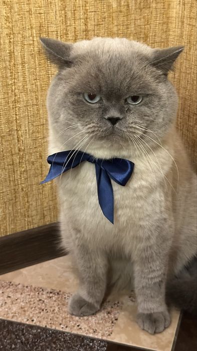 В’язка кота шотландця прямовухого (окрас блю-поінт)