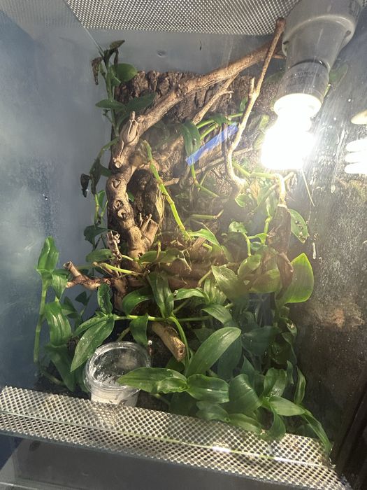 anolisa zielonego+terrarium