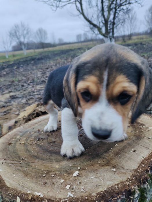 Продам щенків бігля.