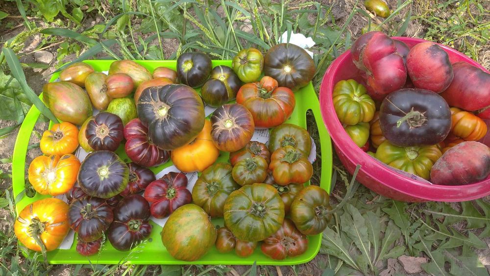 Sadzonki pomidorów kolorowych i czerwonych