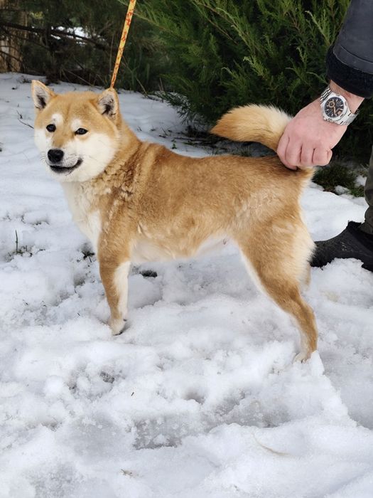 Дівчинка Шиба Сіба Іну