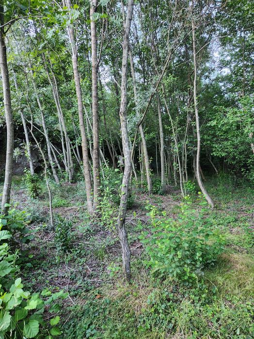 Quinta com vista para a Cova da Beira