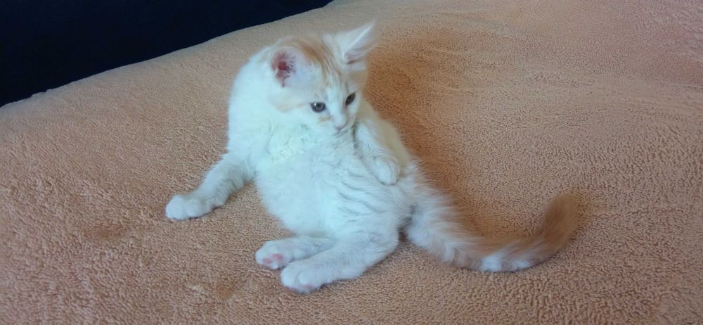 Мейн-куни кошеня