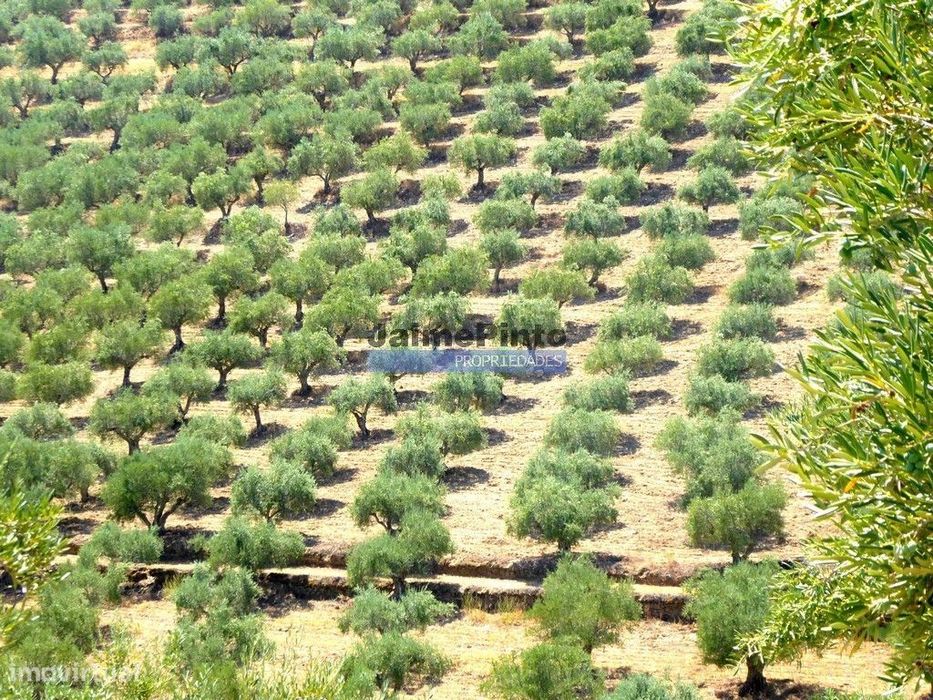 1.570.000m2, Vinha, Olival, Amendoal, Casa. Portugal, Douro, Foz Côa.