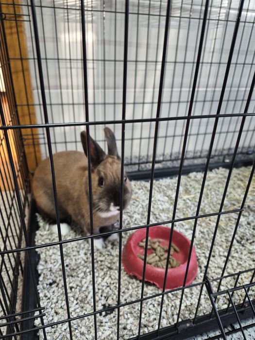 Coelho Anão + Acessórios (Opcional)