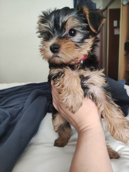 Вязка йорк, йорк ищет невесту