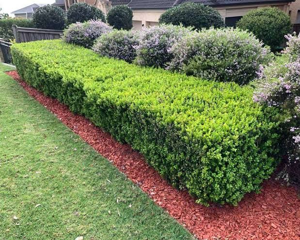 Buxus Sempervirens- Sebe Rasteira