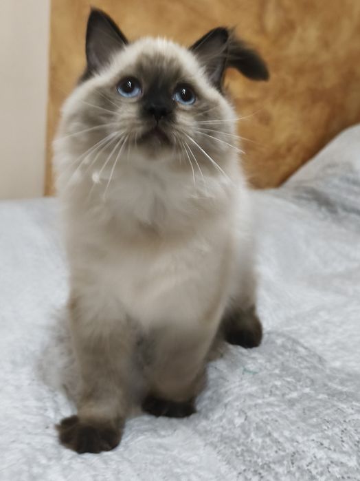 Kocurek RAGDOLL seal point GOTOWY do odbioru