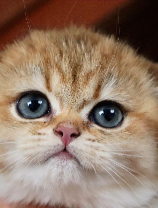 Золотая британская девочка